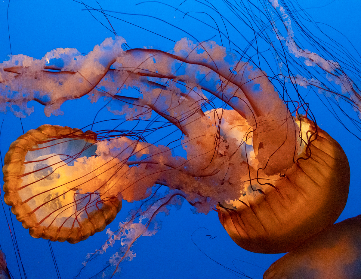 Tangled Jellies
